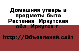 Домашняя утварь и предметы быта Растения. Иркутская обл.,Иркутск г.